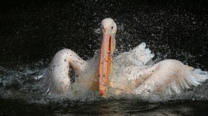 Pelican 