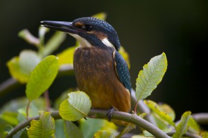 Eisvogel 