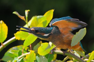 Eisvogel 