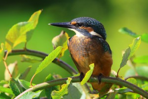 Eisvogel