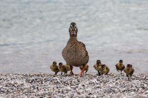 Horst Stenger - Familie