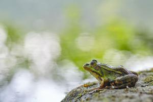 Jost Kühlborn - Frosch