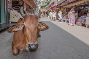 Karlheinz Ludwig - Kuh in Pushkar