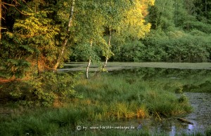 Wiesbüttsee mit Birken im Abendlicht