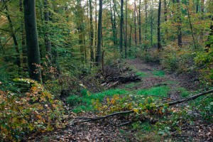 Waldspaziergang im Spessart