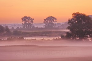 Morgennebel in der Elbtalaue