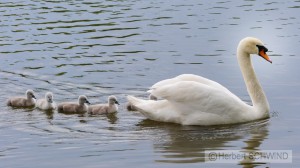 Schwan mit Jungen-FCKW  