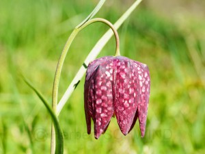 Endlich Frühling !