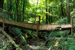 Wolfsschlucht bei Zwingenberg  