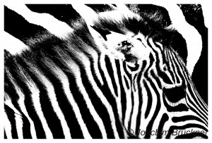 Zebra monochrom                                  