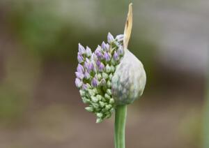 MB_allium 2