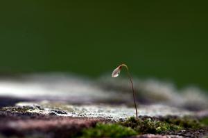 Moos nach dem Regen