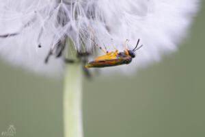 Käfer in Pusteblume