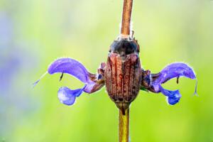 Maikäfer meets Wiesensalbei