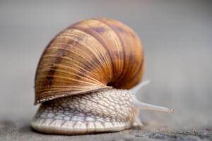 Weinbergschnecke