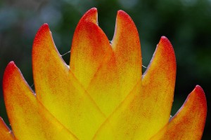 Ausstellung Löwer Gartencenter