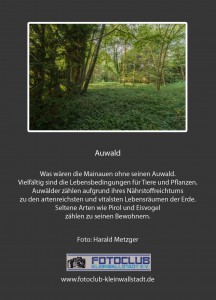 11_Auwald  