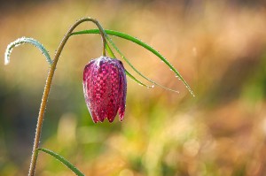 Schachblume