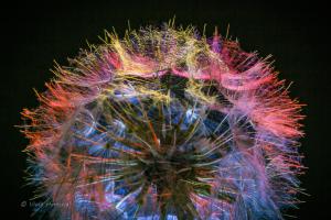 16_Wiesenbocksbart