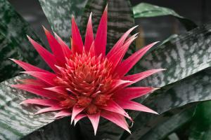 Bromelie-Aechmea