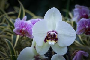 Orchidee_03