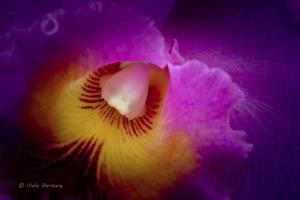 Orchidee_05