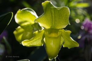 Orchidee_04