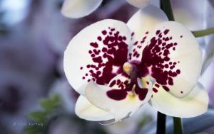 Orchidee_06