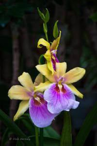 Orchidee_07
