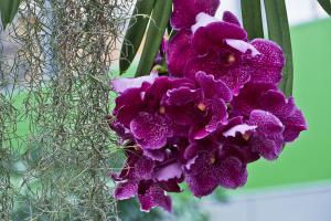 Orchidee_09