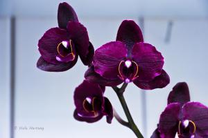 Orchidee_08