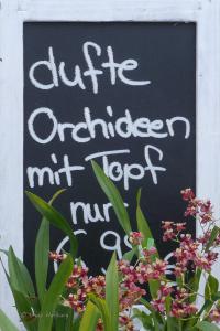 Orchidee_01