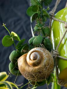 Schnecken-Deko