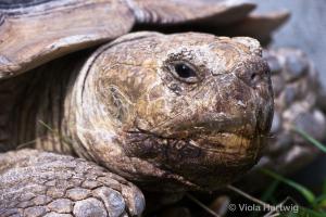 Riesenschildkroete