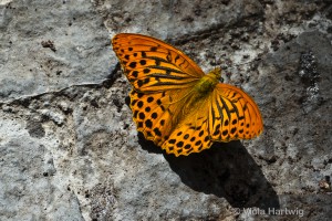 VH_Schmetterling_P1240183