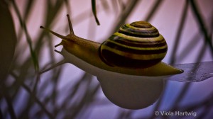 VH_Schnirkelschnecke_P1130699