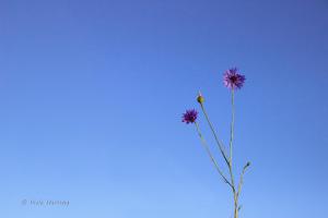 einsame Wiesenblume