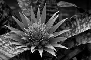 Bromelie-Aechmea